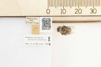 Media type: image;   Entomology 810791 Aspect: labels